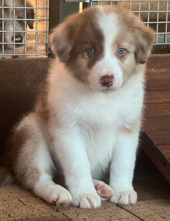 Border Collie for sale by LOUANNELEY