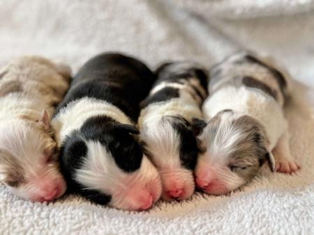 Border Collie for sale by LOUANNELEY