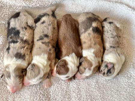 Border Collie for sale by LOUANNELEY