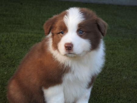 Border Collie for sale by LOUANNELEY