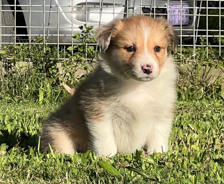 Border Collie puppy for sale by LOUANNELEY