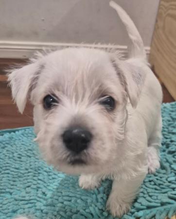West Highland White Terrier for sale by FIGTREWESTIE