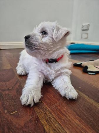 West Highland White Terrier for sale by FIGTREWESTIE