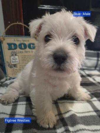 West Highland White Terrier for sale by FIGTREWESTIE