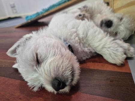 West Highland White Terrier for sale by FIGTREWESTIE