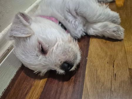 West Highland White Terrier for sale by FIGTREWESTIE