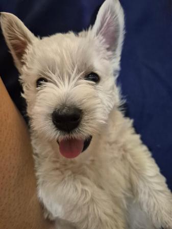 West Highland White Terrier for sale by FIGTREWESTIE