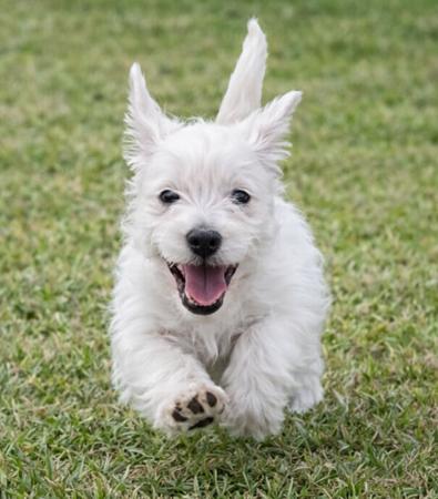 West Highland White Terrier for sale by FIGTREWESTIE