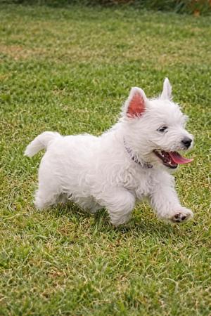 West Highland White Terrier for sale by FIGTREWESTIE