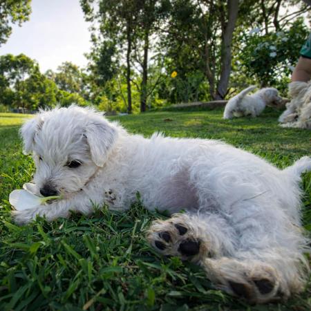 West Highland White Terrier for sale by FIGTREWESTIE