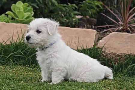 West Highland White Terrier for sale by FIGTREWESTIE