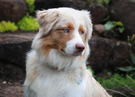 Australian Shepherd for sale by COASTALAUS