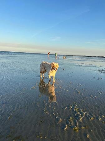 Australian Shepherd for sale by COASTALAUS