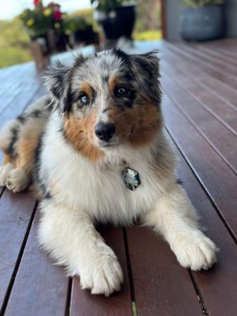 Australian Shepherd for sale by COASTALAUS