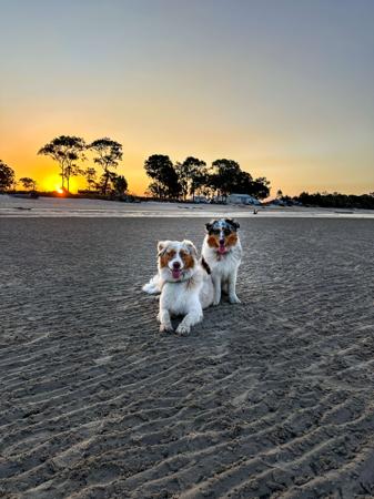 Australian Shepherd for sale by COASTALAUS