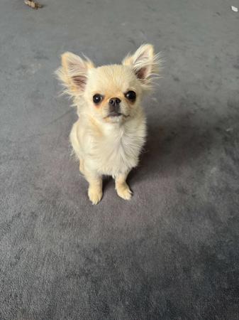 Chihuahua (Long Coat) for sale by LULUROYAL