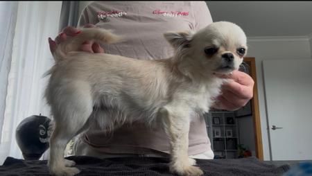 Chihuahua (Long Coat) for sale by LULUROYAL