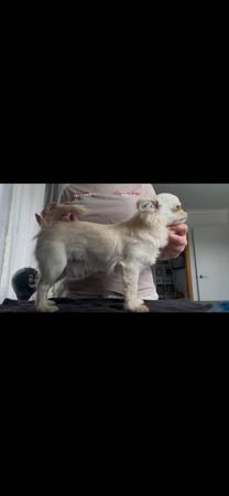 Chihuahua (Long Coat) for sale by LULUROYAL
