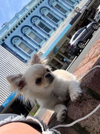 Chihuahua (Long Coat) for sale by LULUROYAL