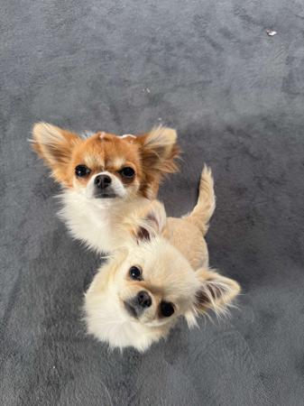 Chihuahua (Long Coat) for sale by LULUROYAL