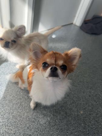 Chihuahua (Long Coat) for sale by LULUROYAL