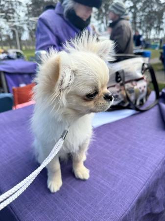 Chihuahua (Long Coat) for sale by LULUROYAL