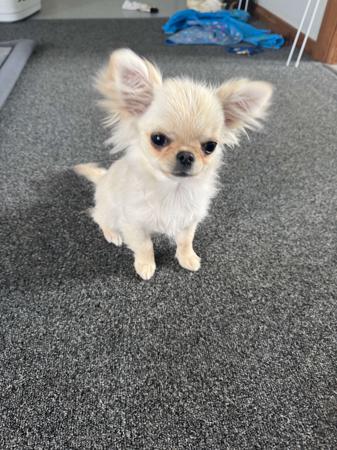 Chihuahua (Long Coat) for sale by LULUROYAL