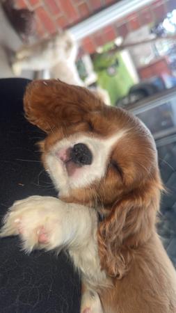 Cavalier King Charles Spaniel for sale by LULUROYAL