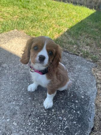 Cavalier King Charles Spaniel for sale by LULUROYAL