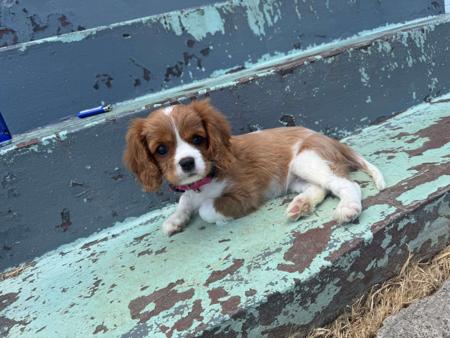 Cavalier King Charles Spaniel for sale by LULUROYAL