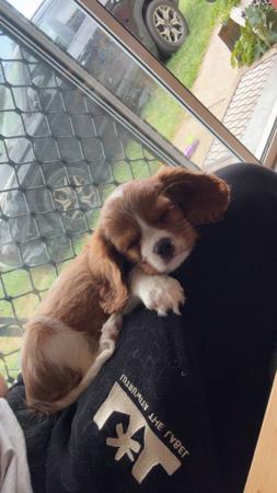 Cavalier King Charles Spaniel for sale by LULUROYAL