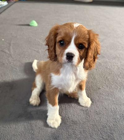 Cavalier King Charles Spaniel for sale by LULUROYAL