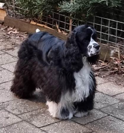 Cocker Spaniel (American) for sale by EVERMOURS 