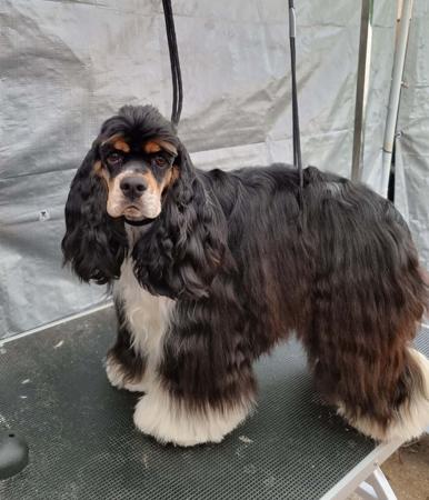 Cocker Spaniel (American) for sale by EVERMOURS 