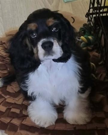 Cocker Spaniel (American) for sale by EVERMOURS 