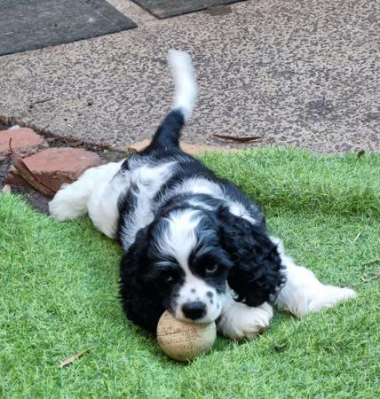 Cocker Spaniel (American) puppy for sale by EVERMOURS 