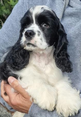 Cocker Spaniel (American) puppy for sale by EMBSKY2223