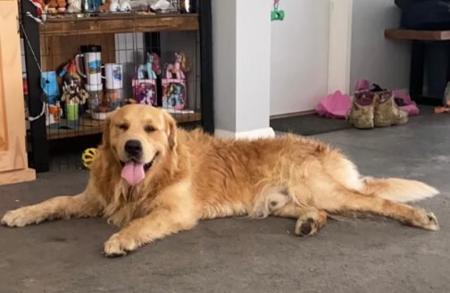 Golden Retriever for sale by SOFANNAGOLD