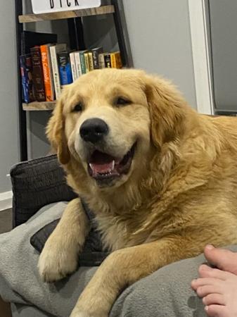 Golden Retriever for sale by SOFANNAGOLD