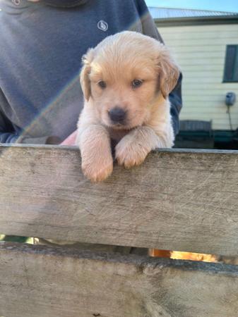 Golden Retriever for sale by SOFANNAGOLD