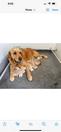 Golden Retriever for sale by SOFANNAGOLD