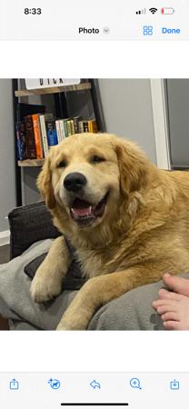 Golden Retriever for sale by SOFANNAGOLD