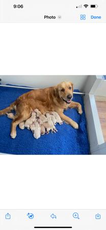 Golden Retriever for sale by SOFANNAGOLD