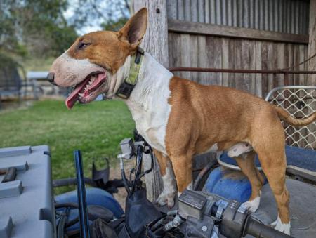 Bull Terrier for sale by WANTAVIEW