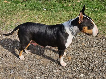 Bull Terrier for sale by WANTAVIEW