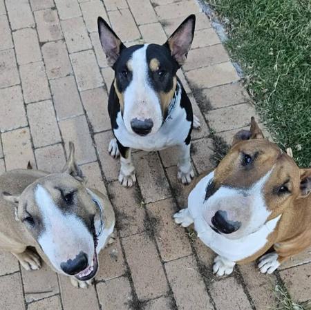 Bull Terrier for sale by WANTAVIEW