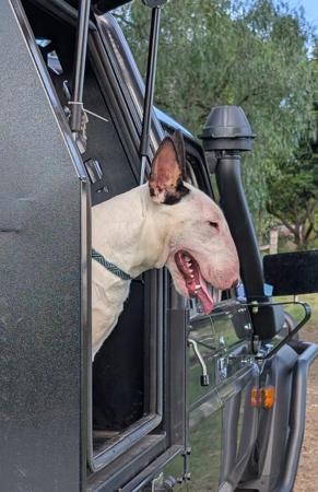 Bull Terrier for sale by WANTAVIEW