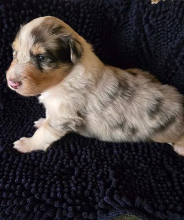 Collie (Rough) for sale by DEDOUBLE