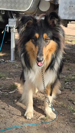 Collie (Rough) for sale by DEDOUBLE