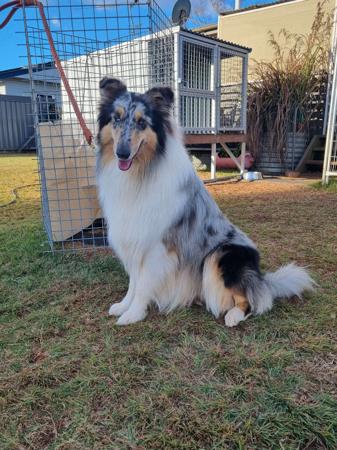 Collie (Rough) for sale by DEDOUBLE